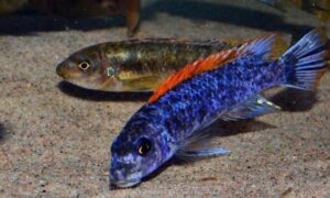 Labeotropheus trewavasae 'Mitande Rocks'